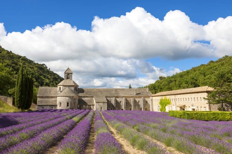 abbey-senanque-blooming-rows-lavender-flowers-gordes-luberon-vaucluse-provence-france-europe